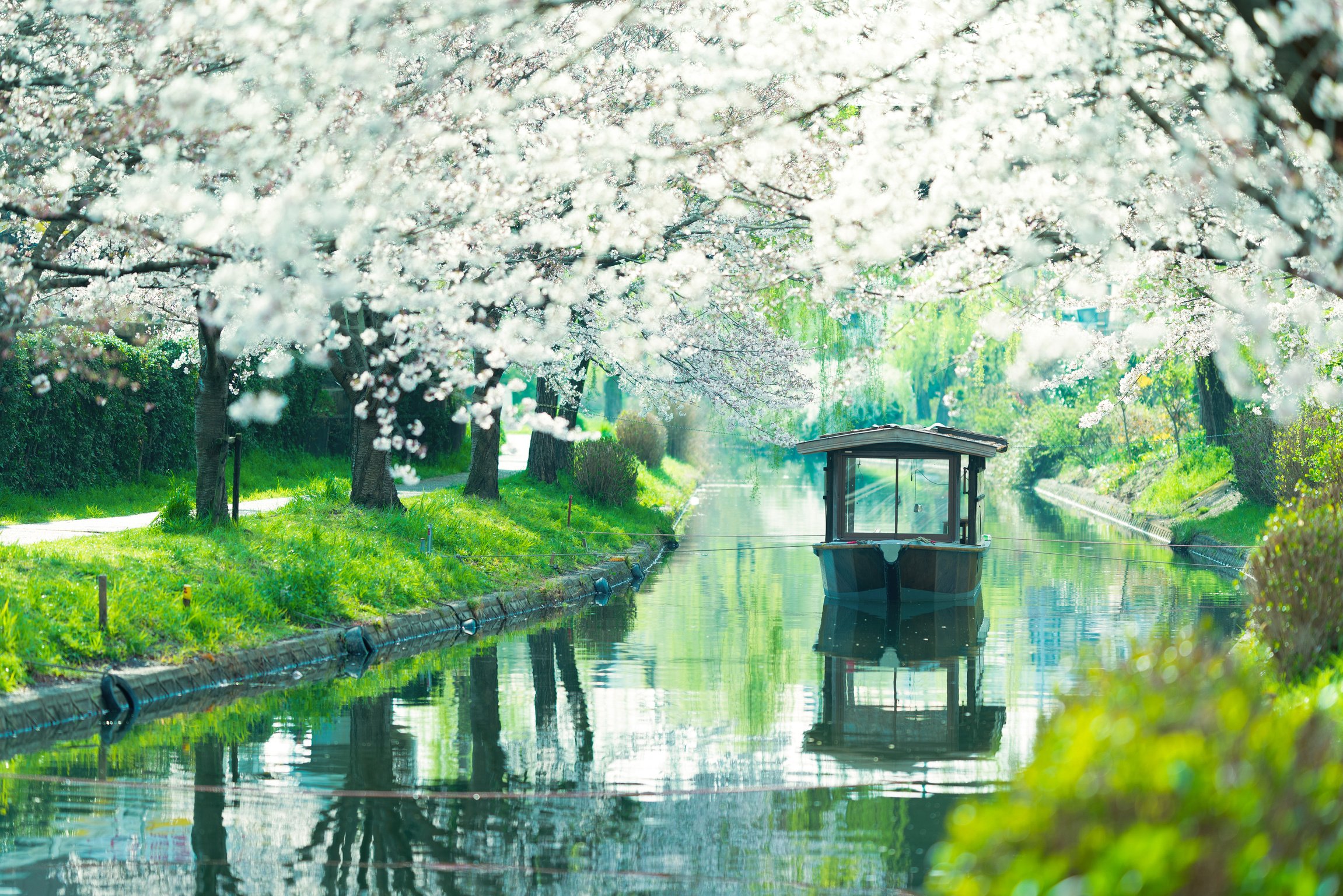 A Small Pleasure Boat Goes Down a River with Cherry Blossoms at Spring