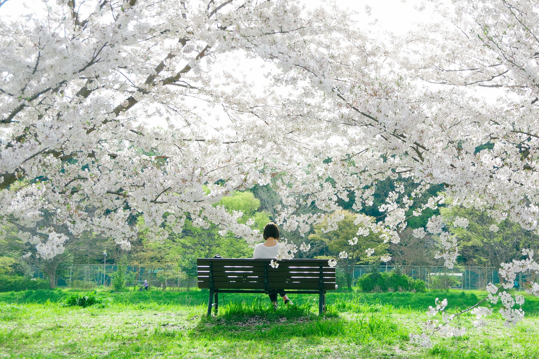 Back View of a Woman Sitting on a Bench