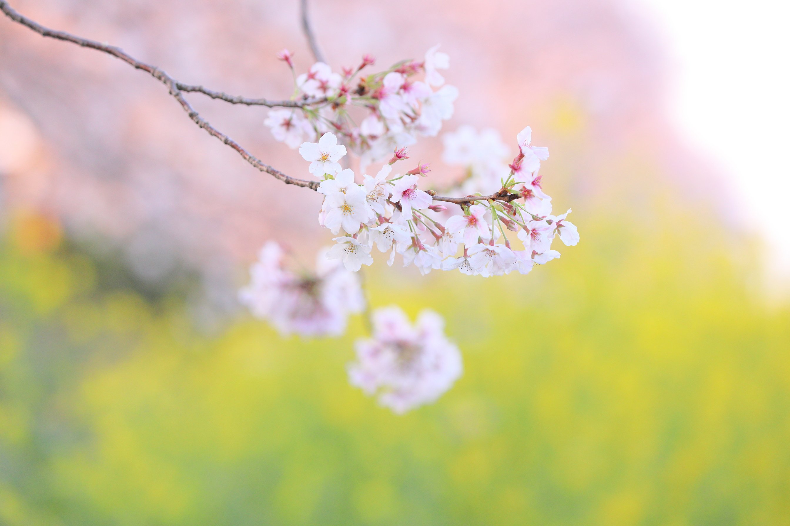 Full Blooming Cherry Blossoms and Contrail