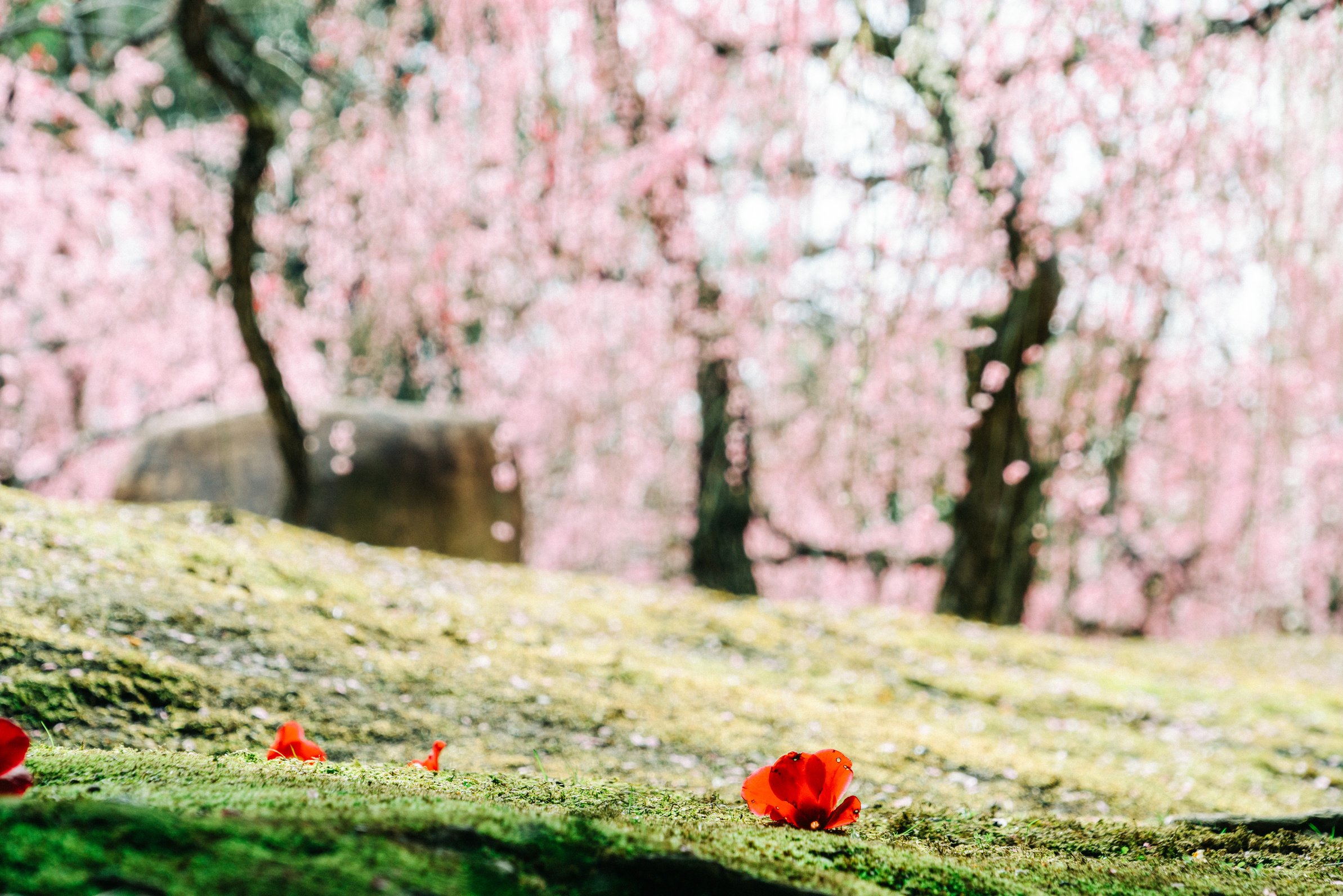 Camellias with Cherry Blossoms